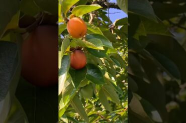 秋の気配の自転車散歩　#高田渡　#自転車に乗って