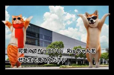 【猫ミーム】推し活するならファンクラブに入ったほうが得です　#アイリス #i_ris