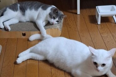 お誕生日配信1(顔が縦にのびてるver)