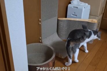 新しい爪とぎとアッシュくんとさとるくん