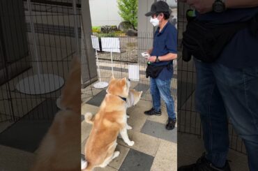 【秋田犬のお出迎え】あきたいぬ大館能代空港長「煉翠（れんすい）くん&月花（るか）ちゃん」🐾いつもありがとう💕 2025.8.8 #秋田犬 #akita #大館能代空港