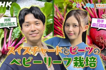[やさいの時間] スイスチャード&ビーツのプランター栽培を渡辺裕太と森日菜美がご紹介&【9/7(日)放送告知】やさいの時間 |「プランター菜園 秋に育てる鍋野菜 ミニダイコン」| NHK