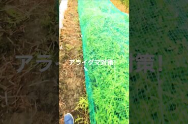 #すがはら農園　大和高田＃農業#害獣被害＃秋茄子#shortvideo #shorts #s