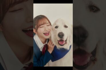 ラブライブ!スーパースター‼︎葉月恋ちゃんとリアルチビ^_^#ラブライブ#青山なぎさ#葉月恋#チビ#Great Pyrenees#グレートピレニーズ#樹来