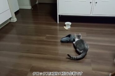 おもちゃと子猫アッシュくん