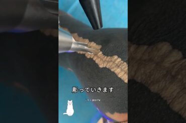 タトゥーを入れる前に必ず見るべき動画