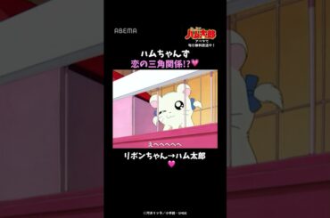 ハムちゃんず 恋の三角関係！？💗｜「とっとこハム太郎」アベマでは毎日無料配信中！#Shorts #abema #アニメ #anime