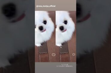 守屋麗奈 もこちゃんとお散歩♪Instagram 櫻坂46