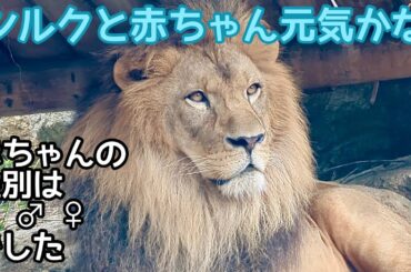 ライオン　アースくん　ひとり出勤です【のんほいパーク】Lion Earth-kun Toyohashi Zoo