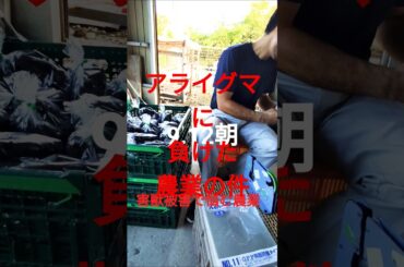 #すがはら農園 大和高田市＃農業＃秋茄子#害獣被害＃落花生＃ピーナッツ#shortvideo #s #shorts