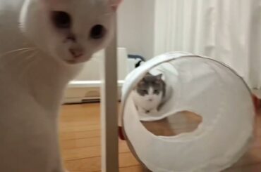 アッシュくんのお誕生日をお祝いしたよ🐱