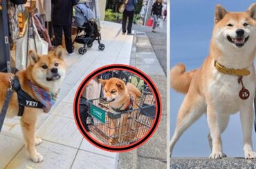 🐶✨【衝撃】NHK新ドラマ『シバのおきて』声優解禁‼️福助＝柄本時生🎙️ ボム＝津田健次郎🔥 黒柴ショットが可愛すぎる😍📺