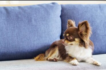 南沙織　あなた