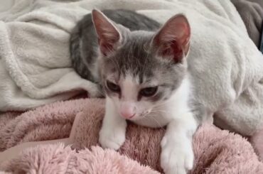 おひざの上の子猫アッシュくん