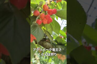 滋賀県竜王に行ってきました！結構続々と人やってきてさくらんぼなくなるのもあっという間だわ