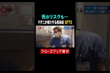 死のリスクも…マダニが媒介するSFTSとは【クロ現】| NHK | #shorts