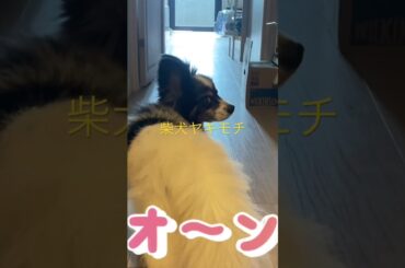 柴犬のヤキモチ！ #くまころー