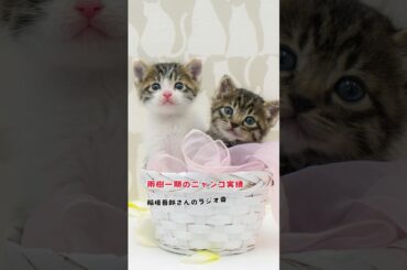猫カフェ・動物病院向けホームページ制作サービス