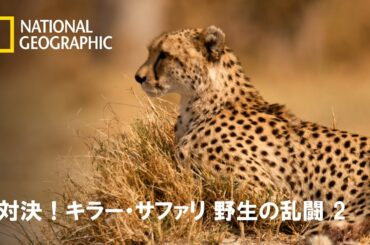 【FULL】対決！キラー・サファリ 野生の乱闘 2 (声：潘めぐみ)第1話「追う者 VS 追われる者」 | ナショジオ
