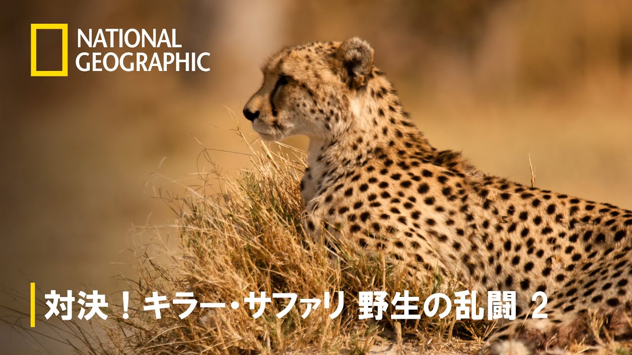 【FULL】対決!キラー・サファリ 野生の乱闘 2 (声:潘めぐみ)第1話「追う者 VS 追われる者」 | ナショジオ 【FULL】対決!キラー・サファリ 野生の乱闘 2 (声:潘めぐみ)第1話「追う者 VS 追われる者」 | ナショジオ