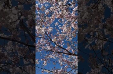 #桜 #お花見 #sakura #埼玉県 #さきたま古墳公園