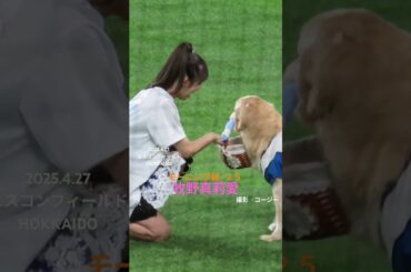 #牧野真莉愛 #モーニング娘25 #モーニング娘 #アイドルグループ #アイドル #かわいい #北海道日本ハムファイターズ #プロ野球 #エスコンフィールド北海道