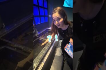 八景島シーパラで出会ったみんな可愛すぎだから見て♡#shorts  #シーパラ #八景島シーパラダイス  #シロイルカ