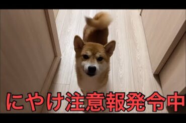 【柴犬飼い主55歳】この瞬間が、いちばんのご褒美