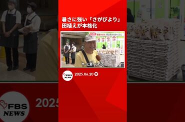 暑さに強い「さがびより」田植えが本格化　一方で備蓄米には長い列　熱中症対策で開店前に店内へ #shorts