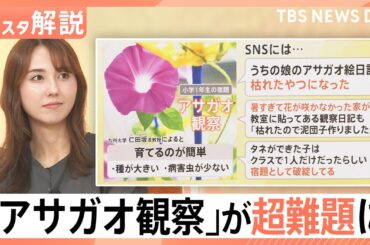 「宿題として破綻」アサガオの観察が超難題に？ラジオ体操は1週間だけ？暑さで夏休みの定番に異変【Nスタ解説】｜TBS NEWS DIG