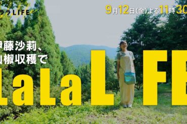 伊藤沙莉､緑のダイアモンド･ぶどう山椒を収穫して食べるIN和歌山『ララLIFE』9/12(金)【TBS】