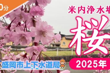 盛岡市米内浄水場の桜～静かに流れる春の時間～