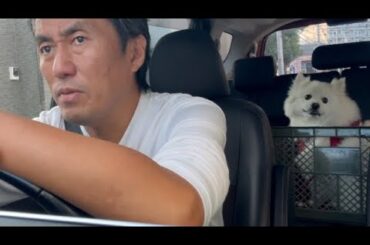 ⑴11月葛飾区長選挙、立候補準備の進捗状況、選挙カーとかポスターとか⑵葛飾柴又帝釈天参道を愛犬と散歩