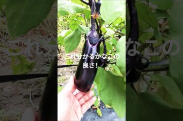 #すがはら農園　大和高田市#秋茄子＃農業#shortvideo #s#shorts