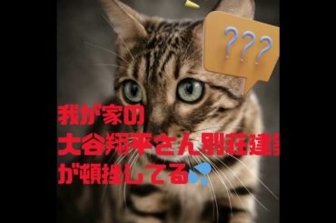 我が家の大谷翔平さん別荘建築が頓挫している💦