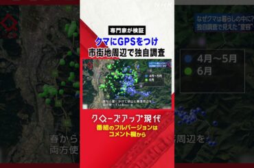 【専門家が検証】野生のクマにGPSをつけて市街地周辺で独自調査【クロ現】| NHK | #shorts