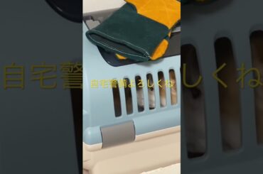 今日も自宅警備ね！ #柴犬は #くまころー