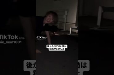 　散歩がてら猫と戯れた #music #shorts #コメディ #バズれ　#実話   #猫　#shorts #animals   #アニソン #jpop　#菅野真衣　#バズルワスプ