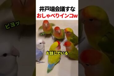 順番に話すインコがかわいすぎるw