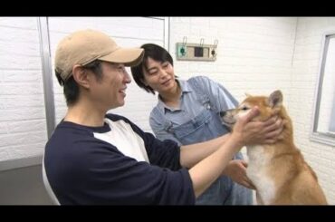 氷川きよし、相葉雅紀と“保護犬トリミング”　有働由美子＆遠藤憲一は猫の“ミルクボランティア”