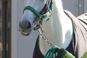 ぬいぐるみ化が決まったガイアフォース