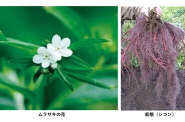 新日本製薬、化粧品原料の供給事業を開始 | 通販通信ECMO