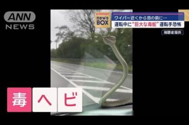 運転中に“巨大な毒蛇”運転手恐怖　ワイパー近くから目の前に…【スーパーJチャンネル】(2024年10月10日)