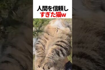 人間に心を許しすぎた猫w