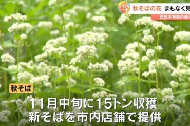 秋そばの花が見頃に　例年より生育早まる