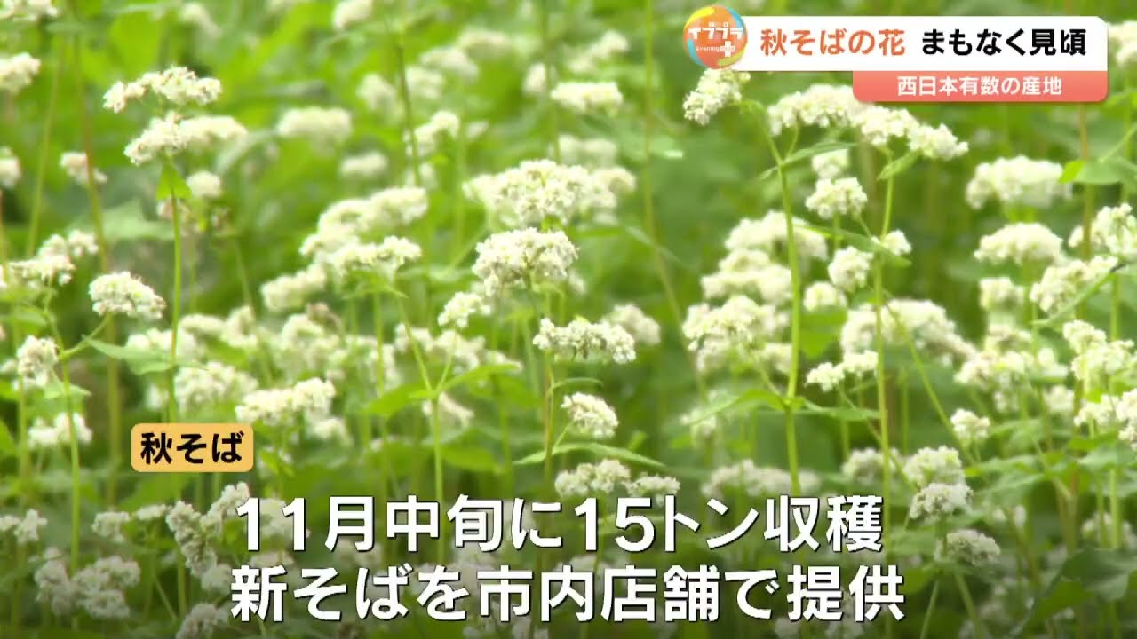 秋そばの花が見頃に 例年より生育早まる 秋そばの花が見頃に 例年より生育早まる