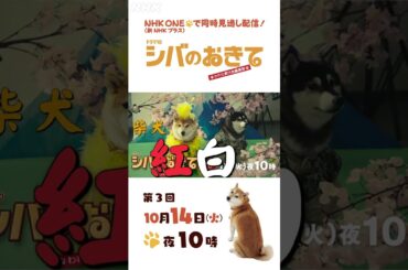 【ドラマ10 シバのおきて】大東駿介 飯豊まりえ 第3回 15秒PR | NHK | #shorts