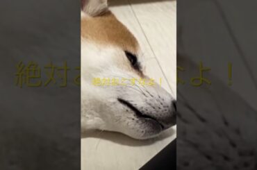 柴犬おちるまで！ #柴犬　#くまころー