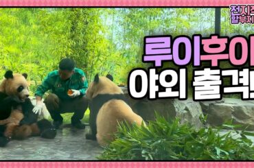 (SUB) [전지적 할부지 시점] ep.235 “야외 접수 완료!” 4일 만에 정상 찍은 루이 & 귀여움 만렙 후이🐼💖│ Panda World