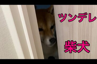 【柴犬飼い主55歳】ツンデレ発動！見送りたいのに出てこない柴犬